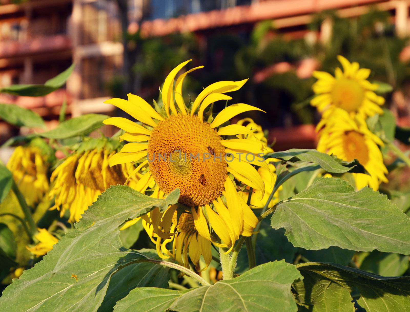 Big beautiful sunflowers outdoors by siraanamwong