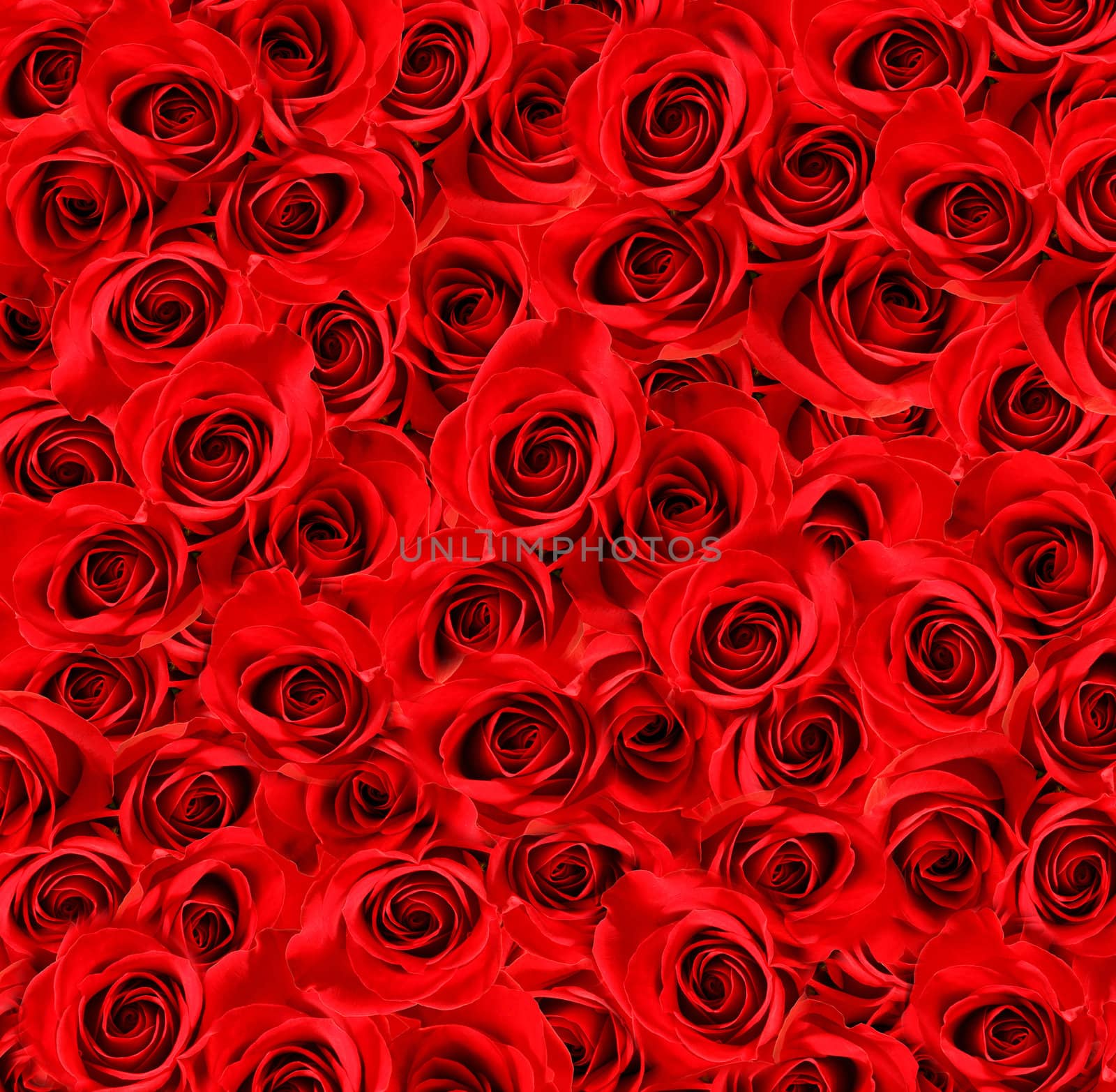 Red roses background  by mereutaandrei