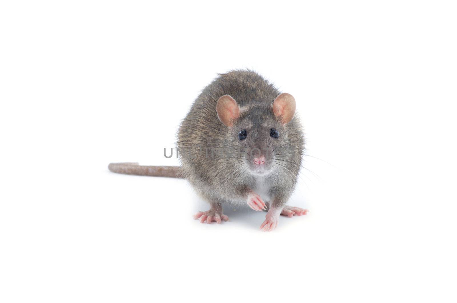 rat isolated on white background