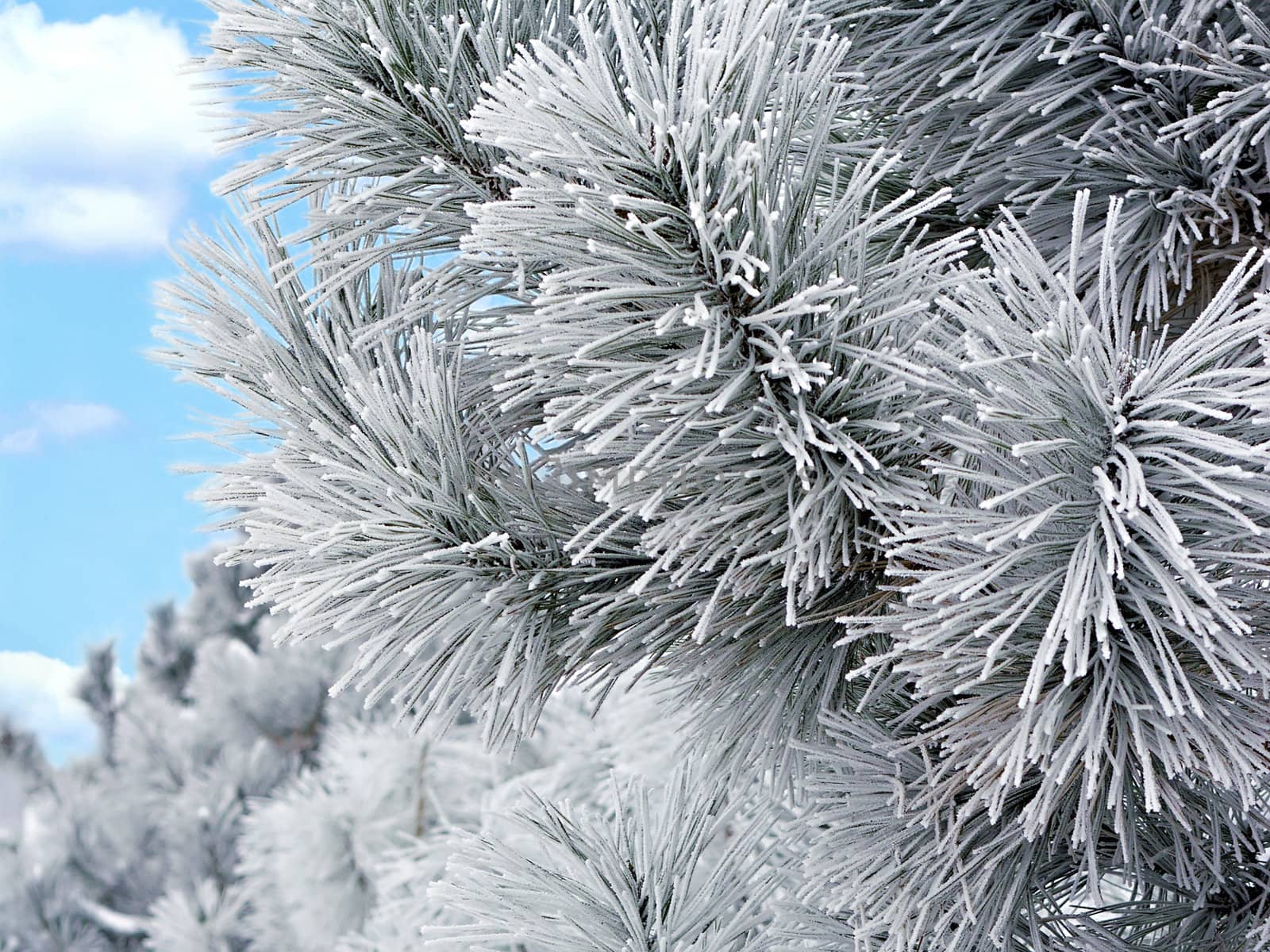 snow covered pine branch by Plus69