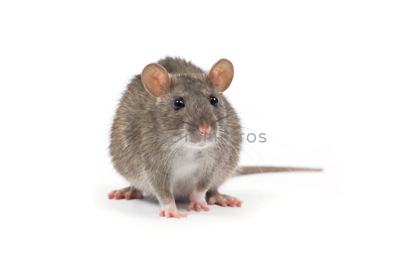 rat isolated on white background