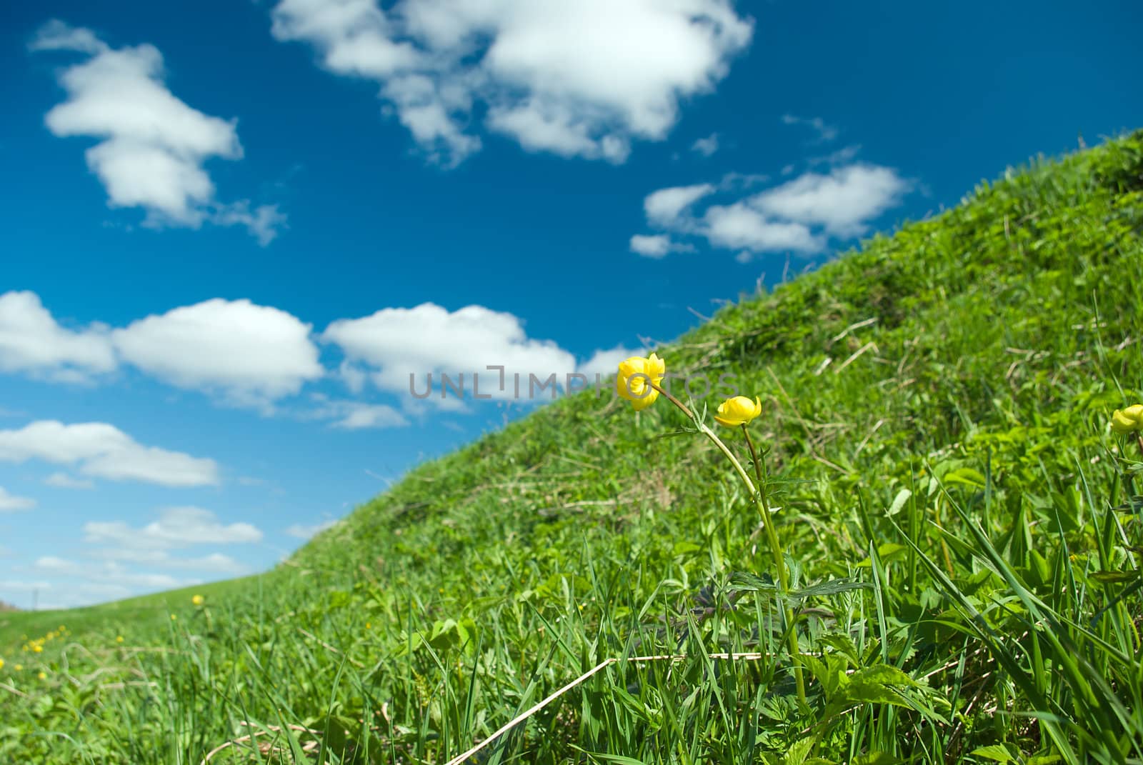 beautiful spring landscape.Beautiful Green Meadow  
