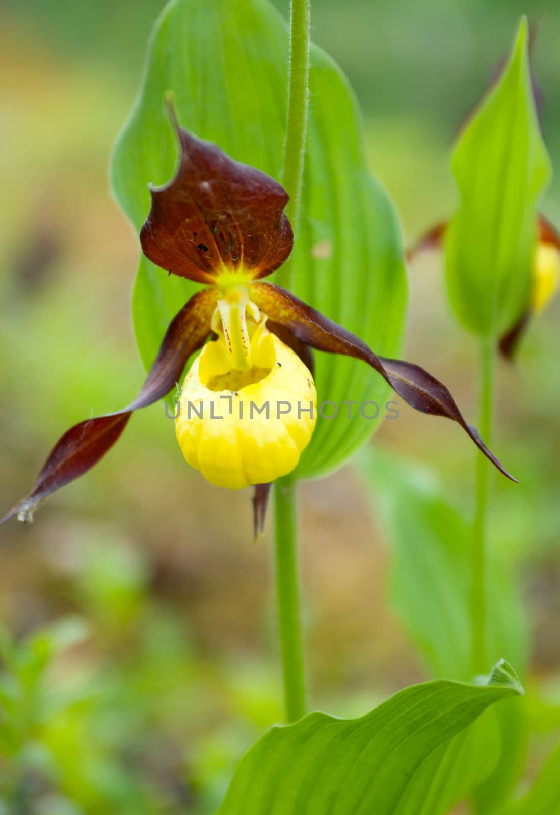 Cypripedium calceolus.moccasin flower  by Fanfo