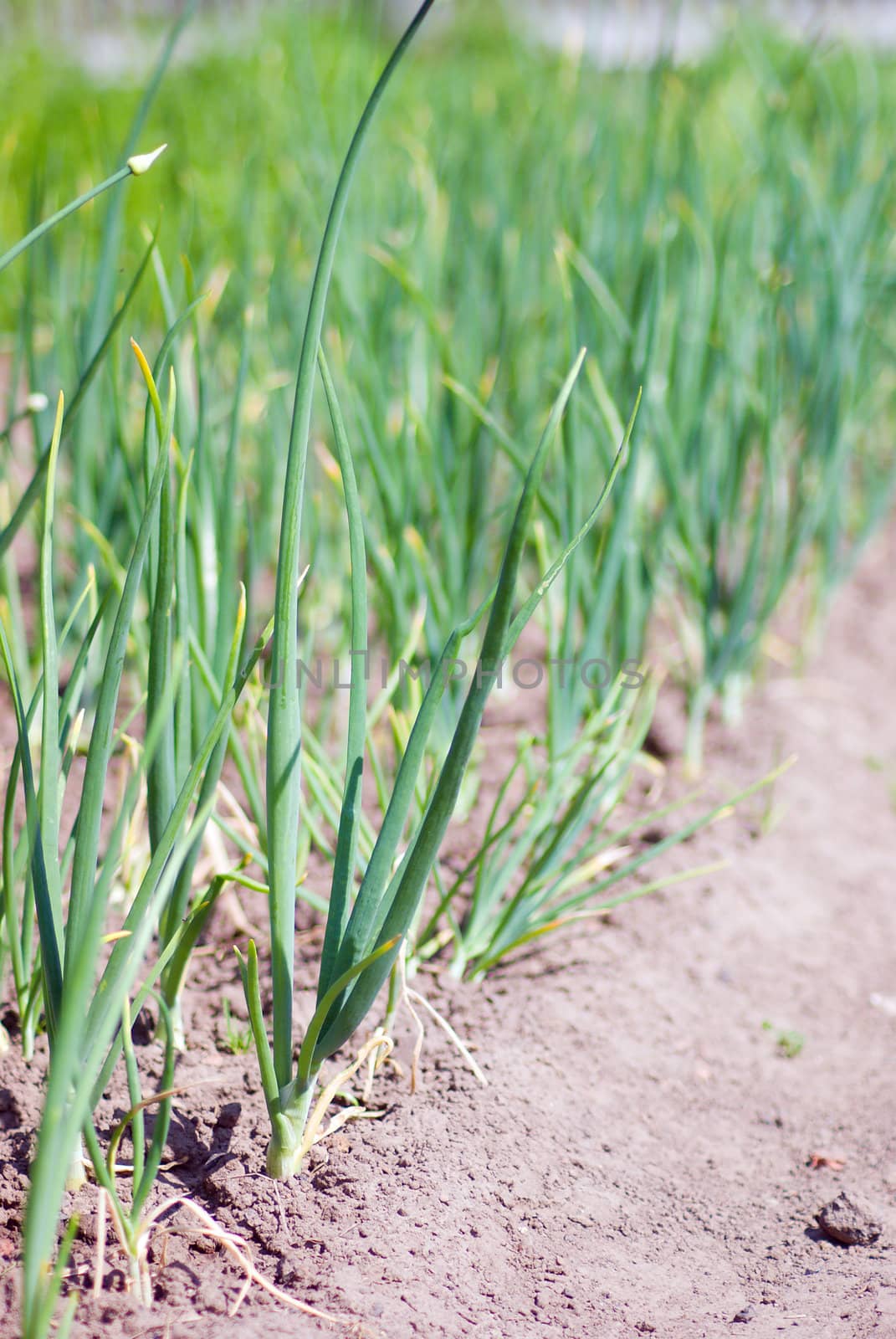 view of chive on the field.plantation onions