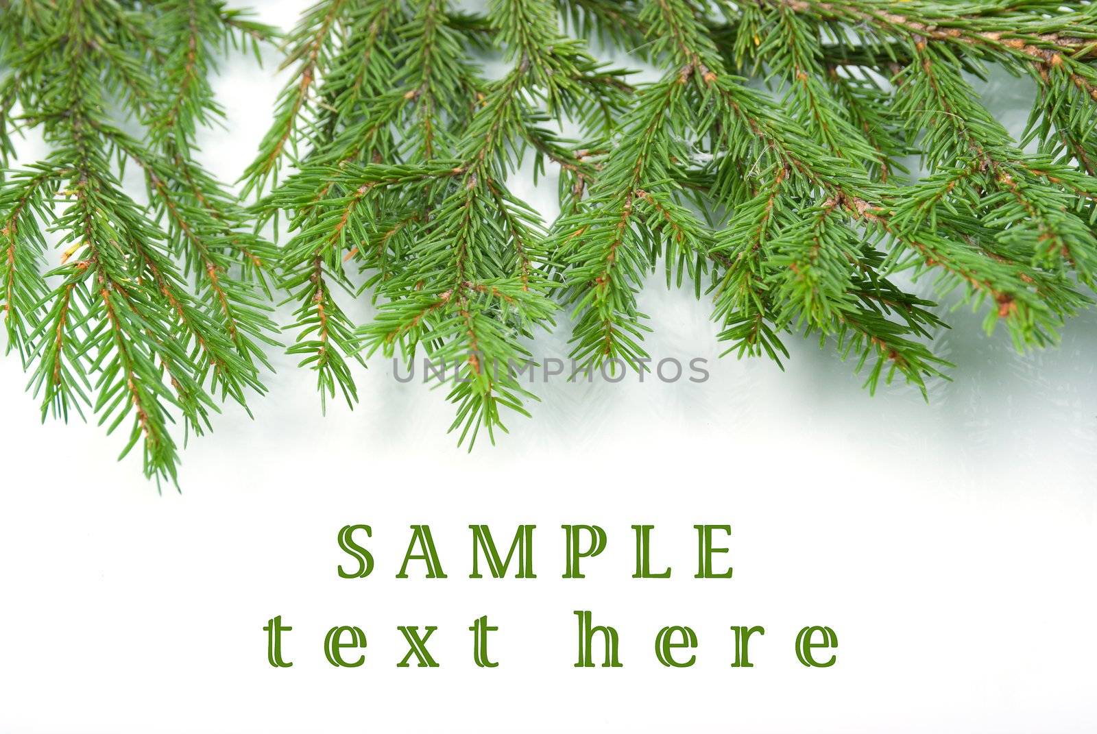 fir tree branches, christmas decoration.white background
