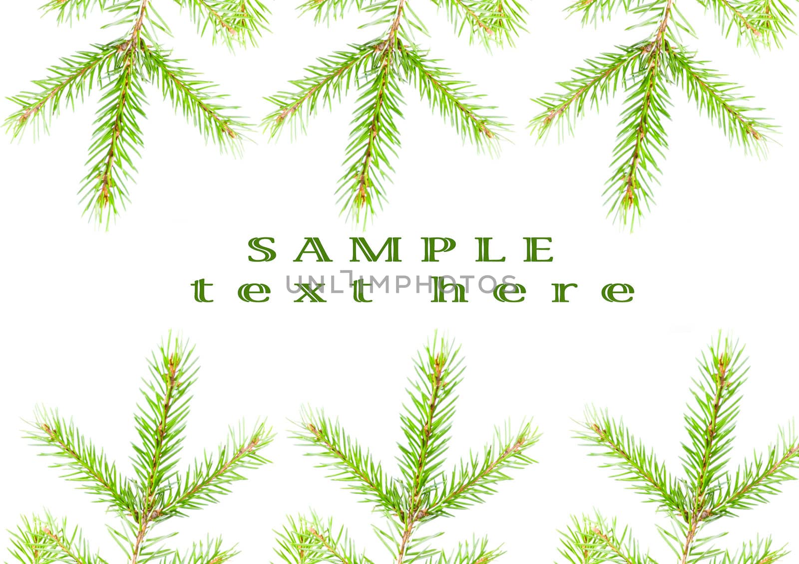 green fir branches with space for your text .white background