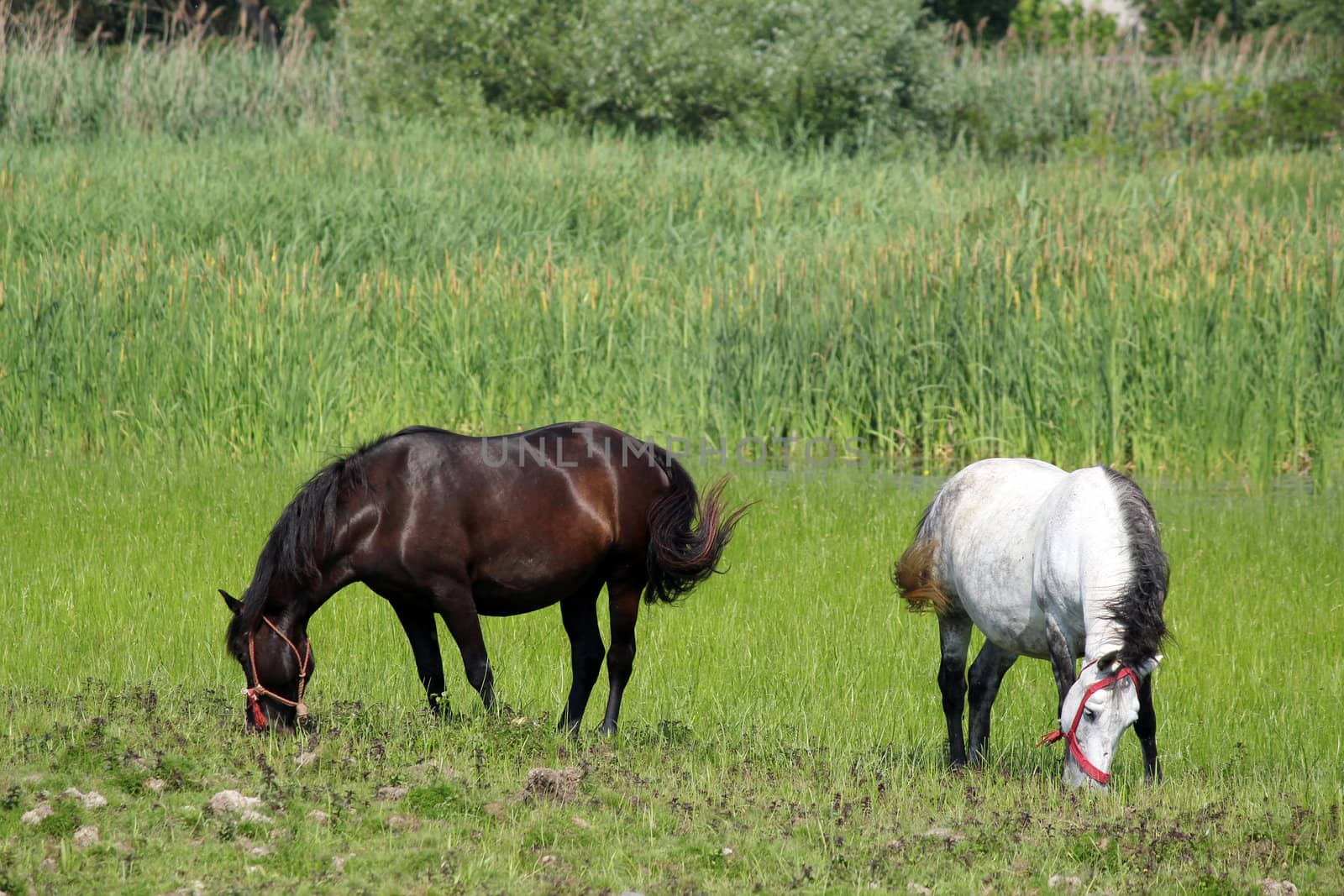 black and white horse on pasture