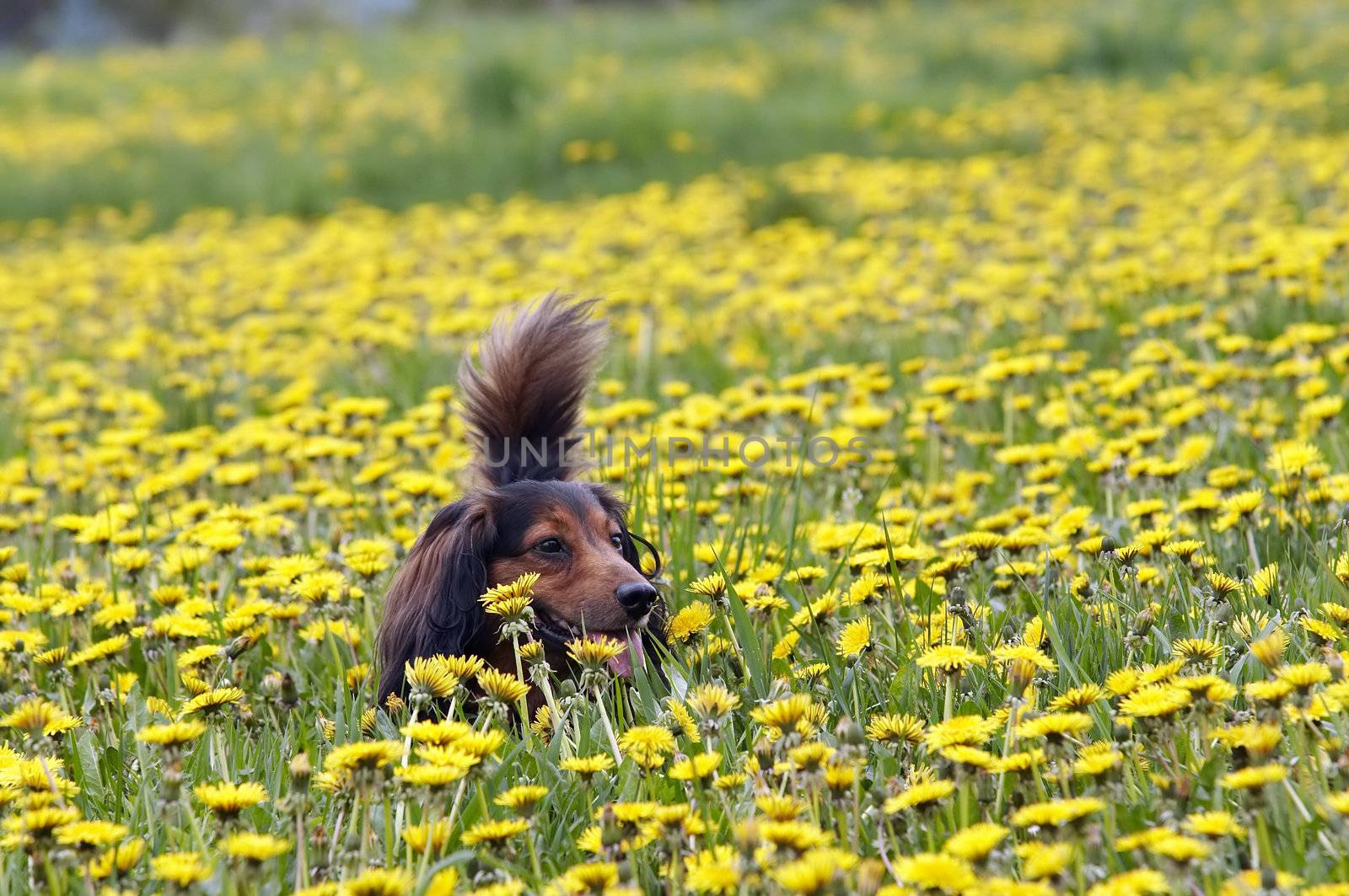 Shot of the dachshund on the dandelions meadow