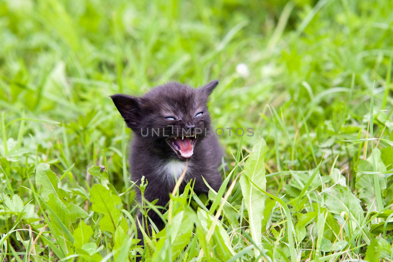 Small angry kitten in the grass