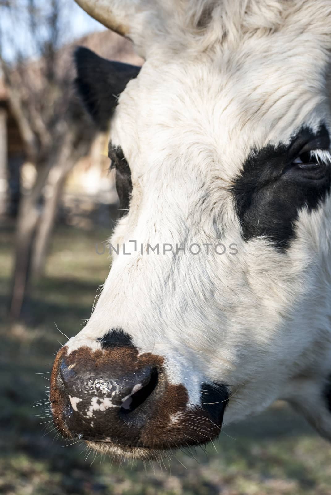 Cow head half profile extremely close up