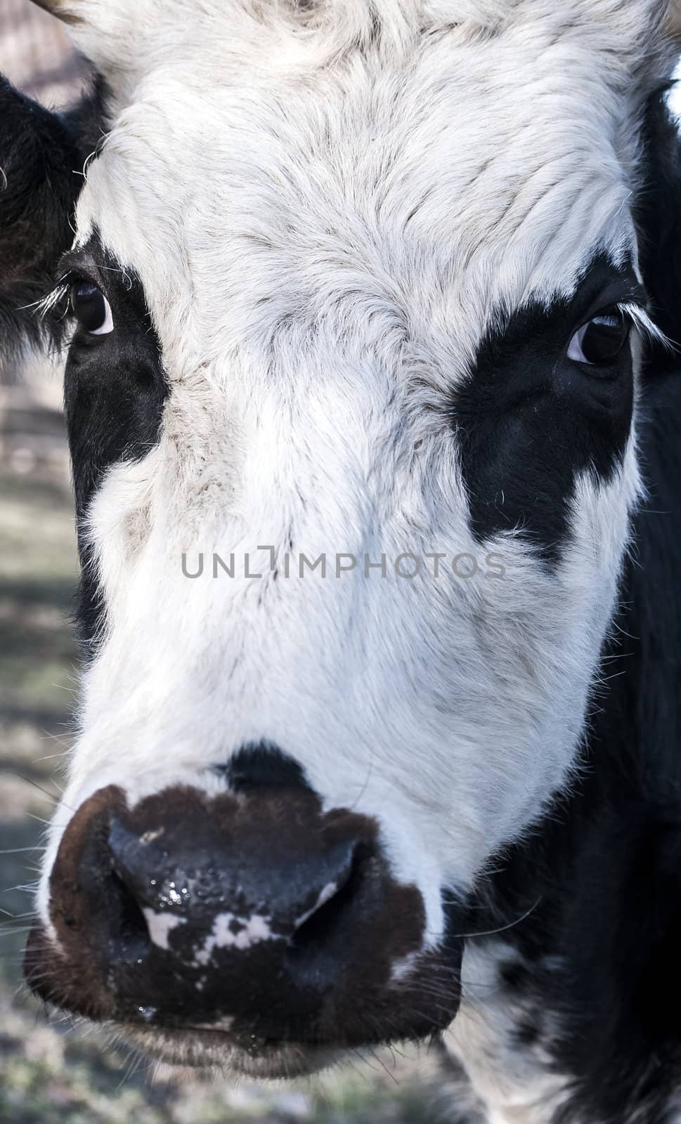 Cow head full face extremely close up