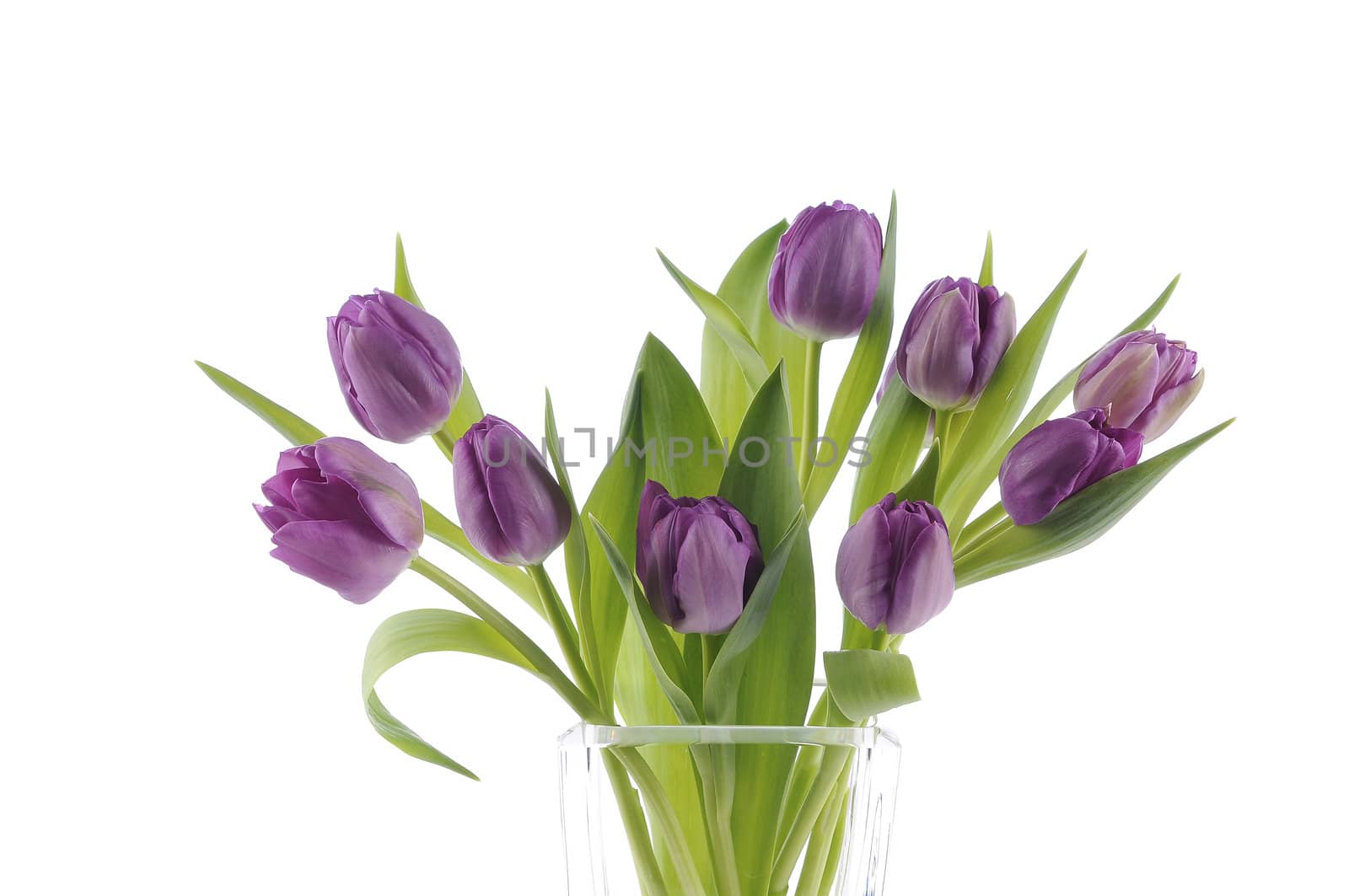 A bouquet of purple tulips in a vase against a white background