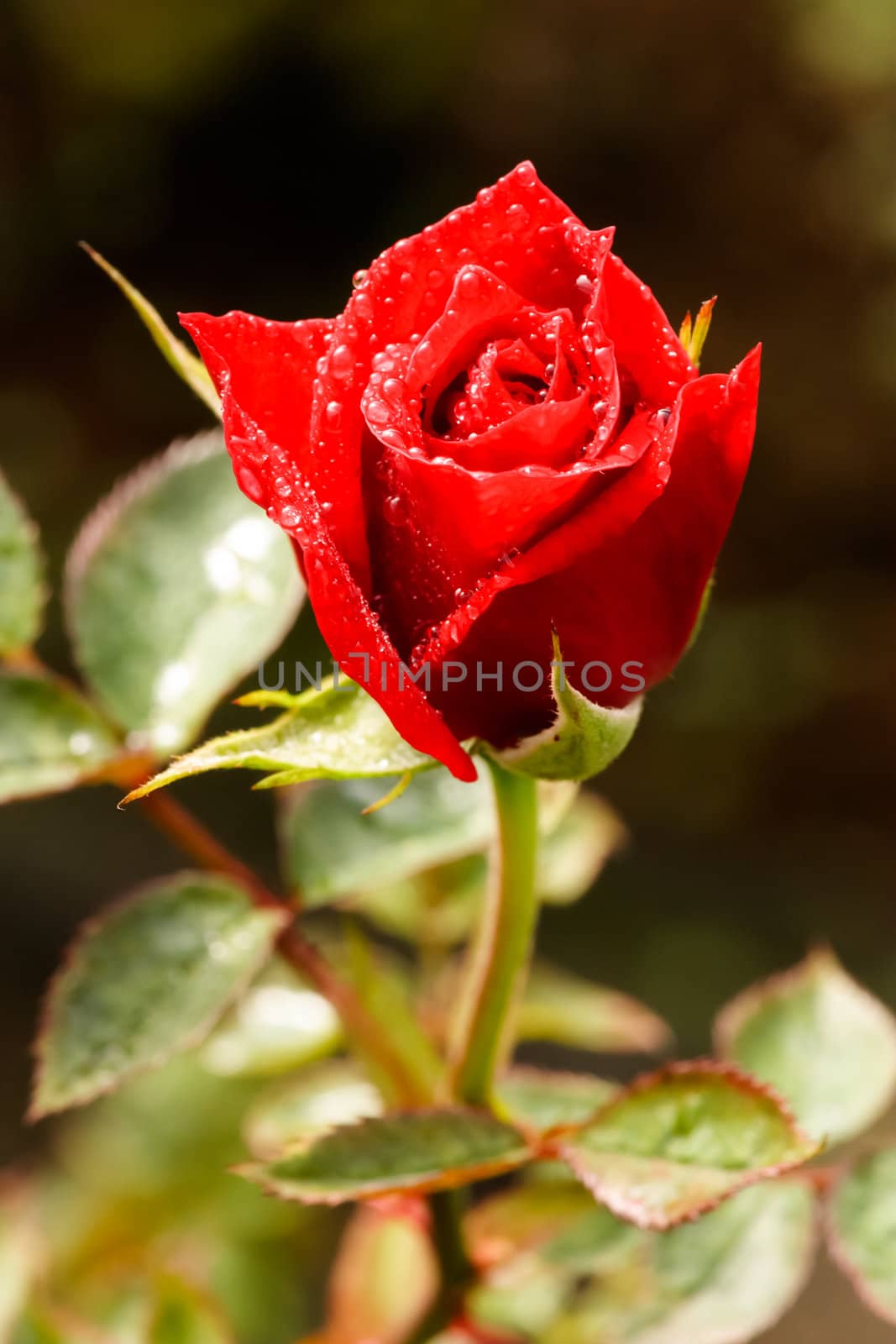 Beautiful red rose with water drops