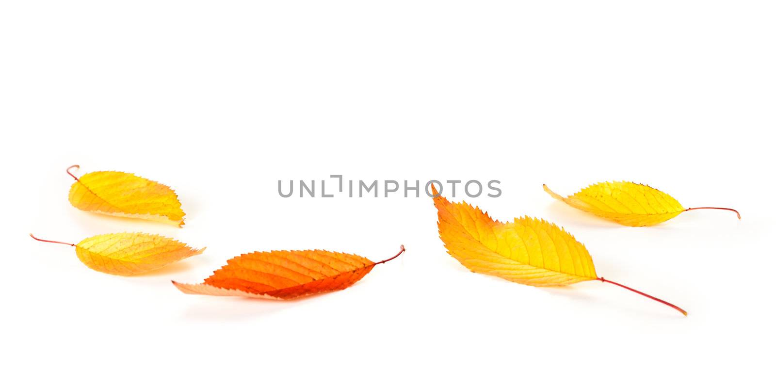 Autumn cherry leaves on white background with copy space