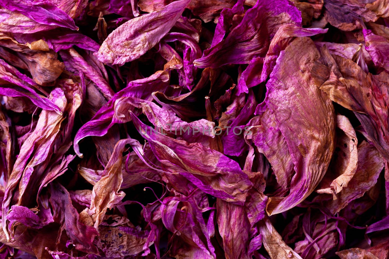 Dried peony petals texture for background. Top view