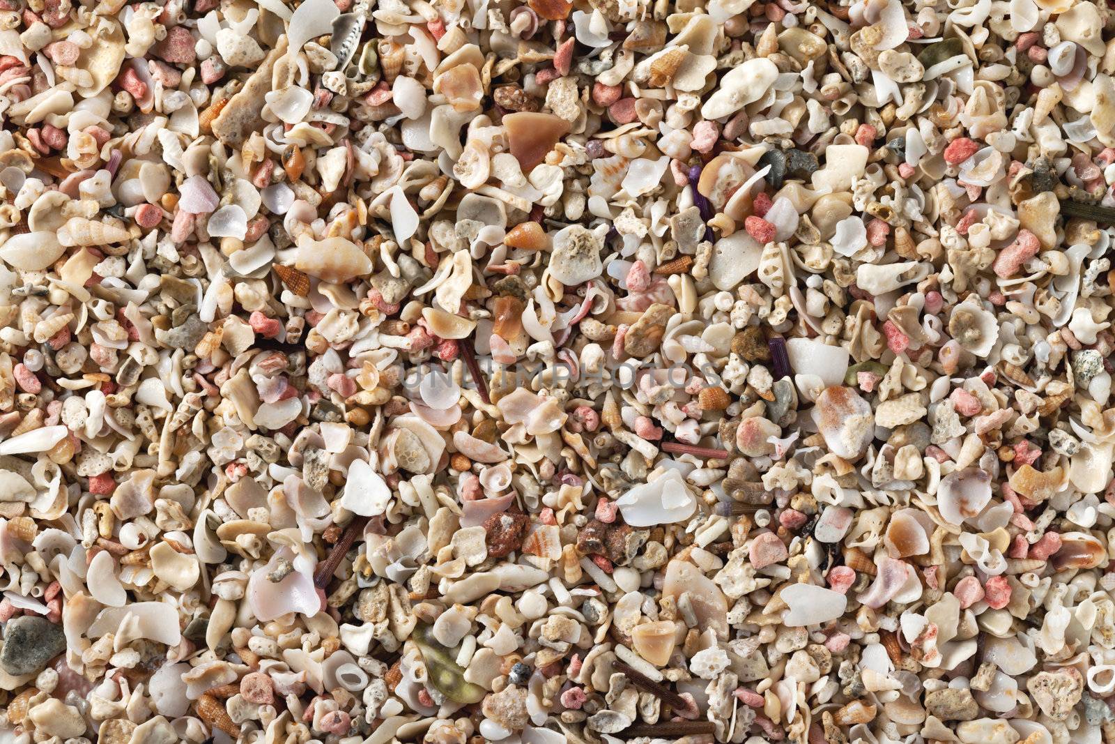 Crushed seashells by bozena_fulawka