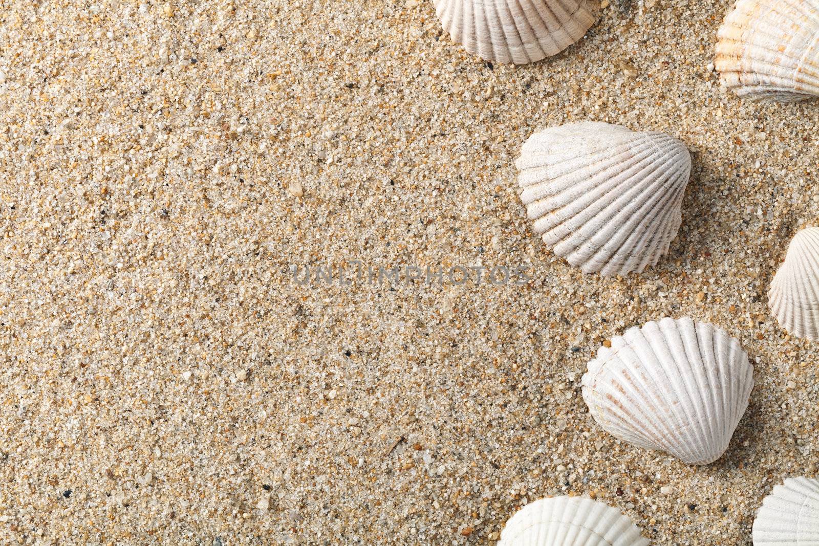 Seashells on the sand by bozena_fulawka