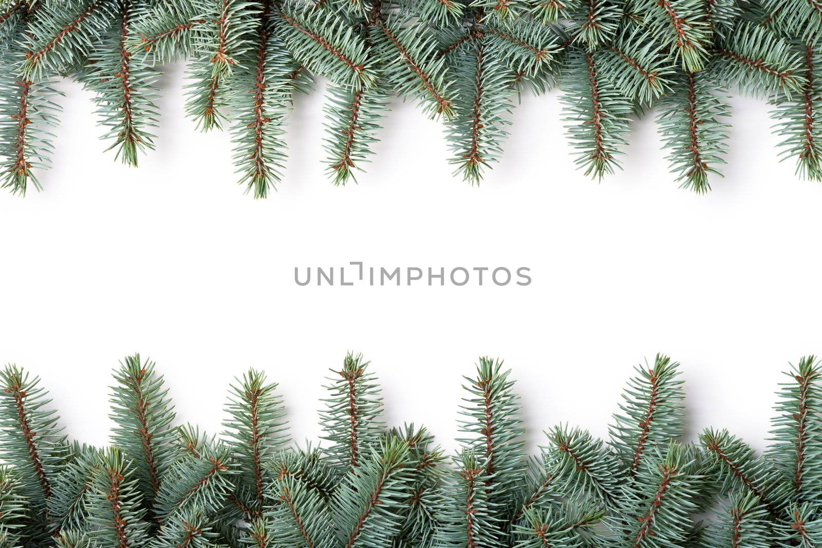 Branches of silver spruce on white background. Copy space