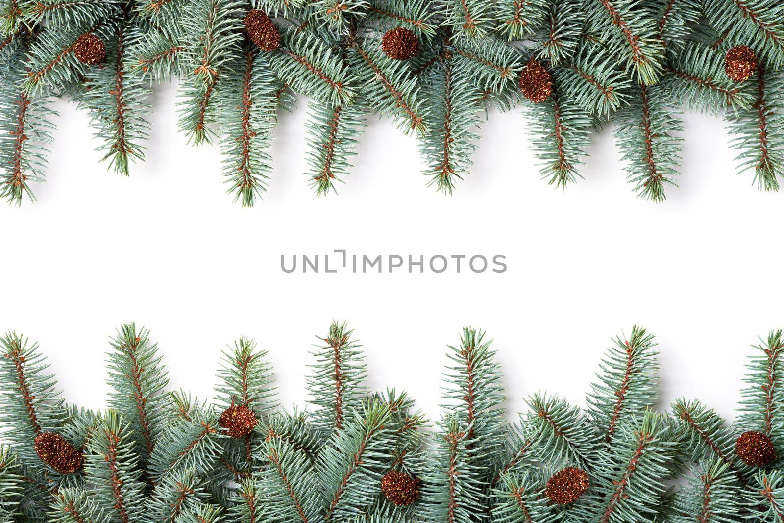 Branches of silver spruce with plastic cones on white background. Copy space