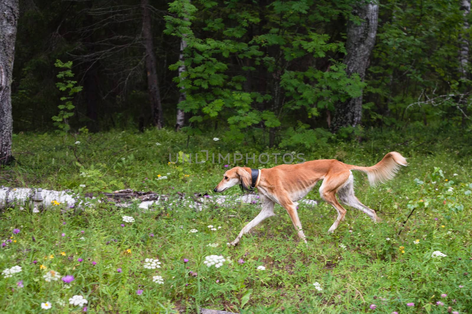 Brown saluki walking in a summer forest
