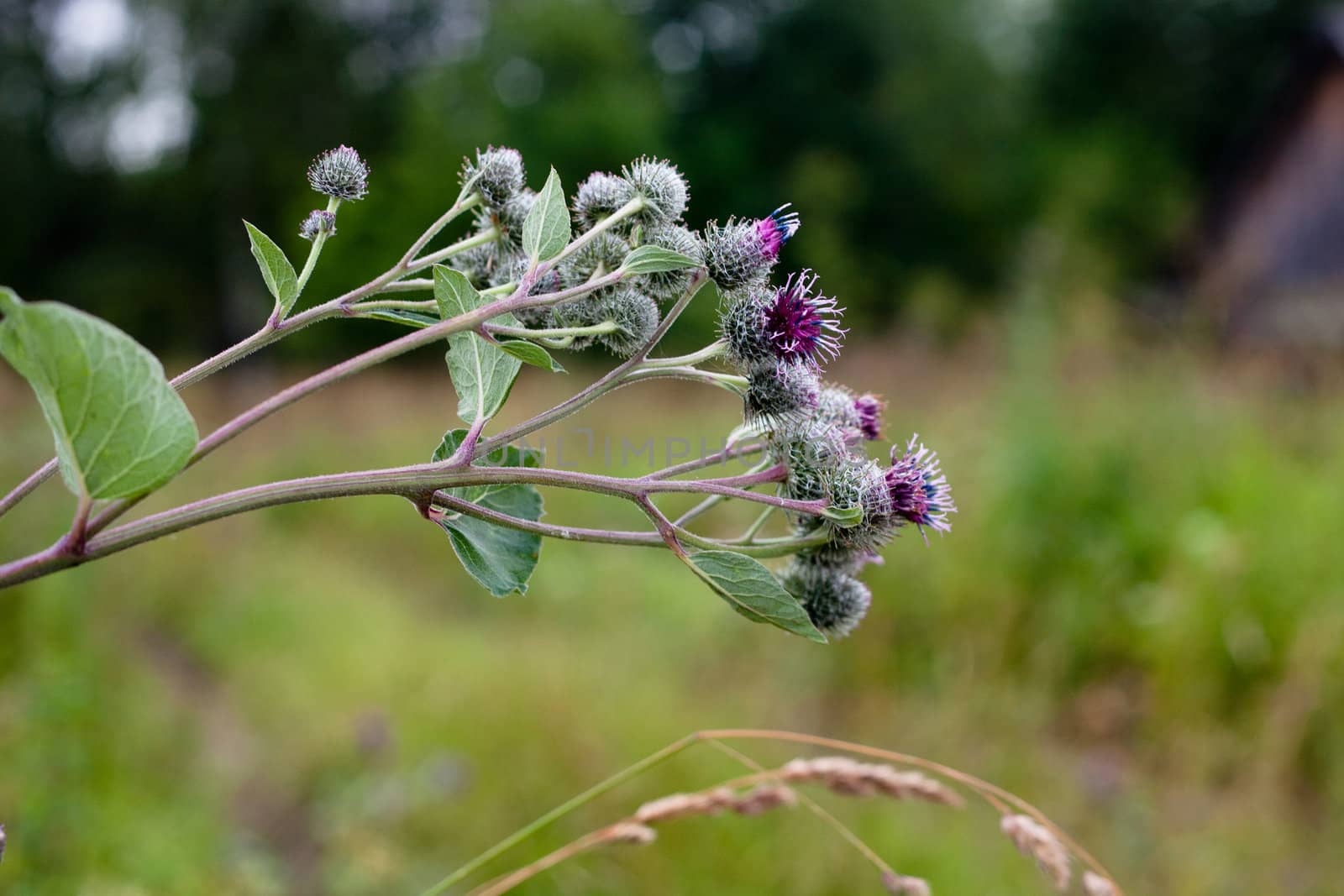 Purple flowers and grass
