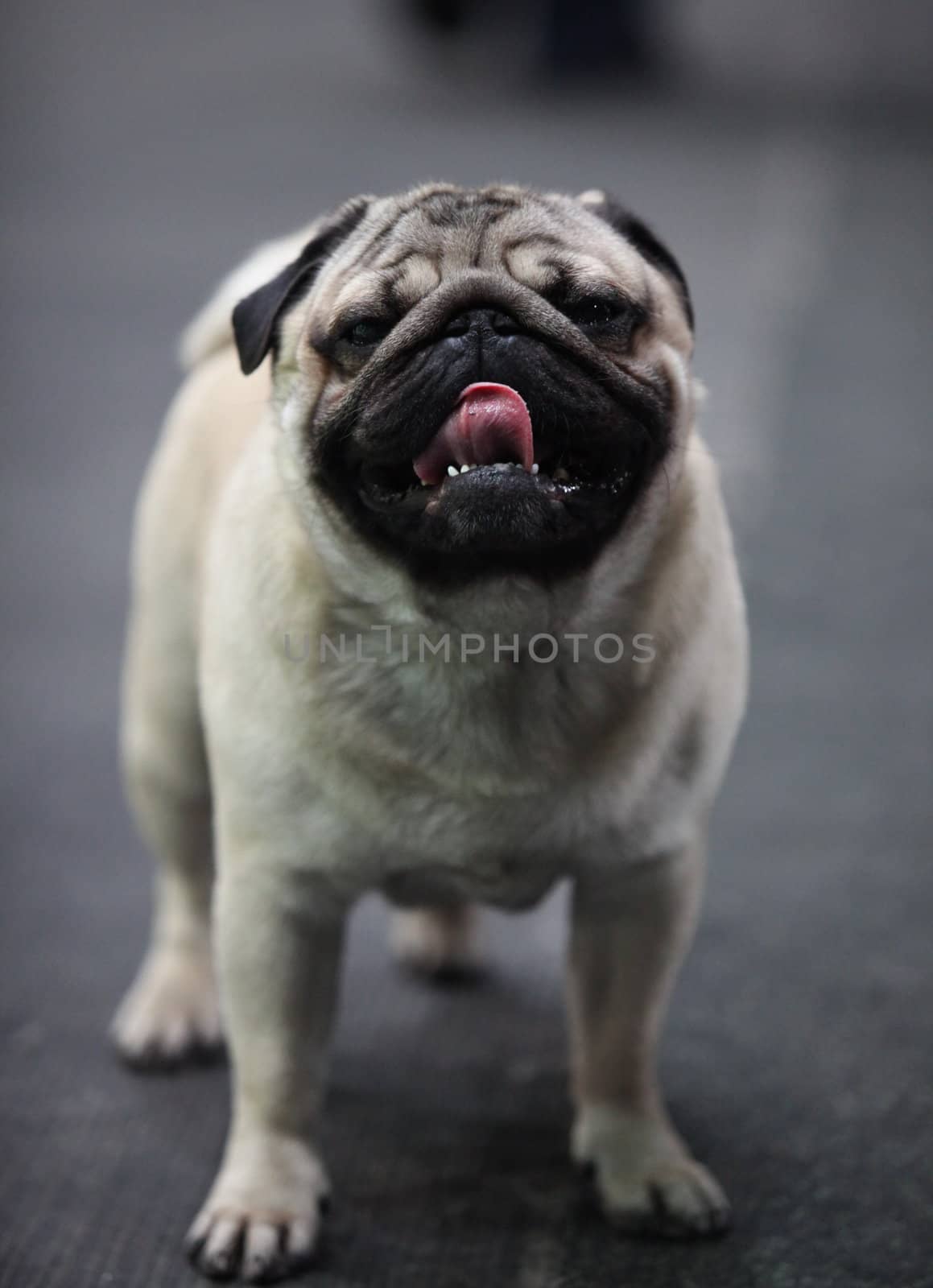 Portrait of a Pug  Dog