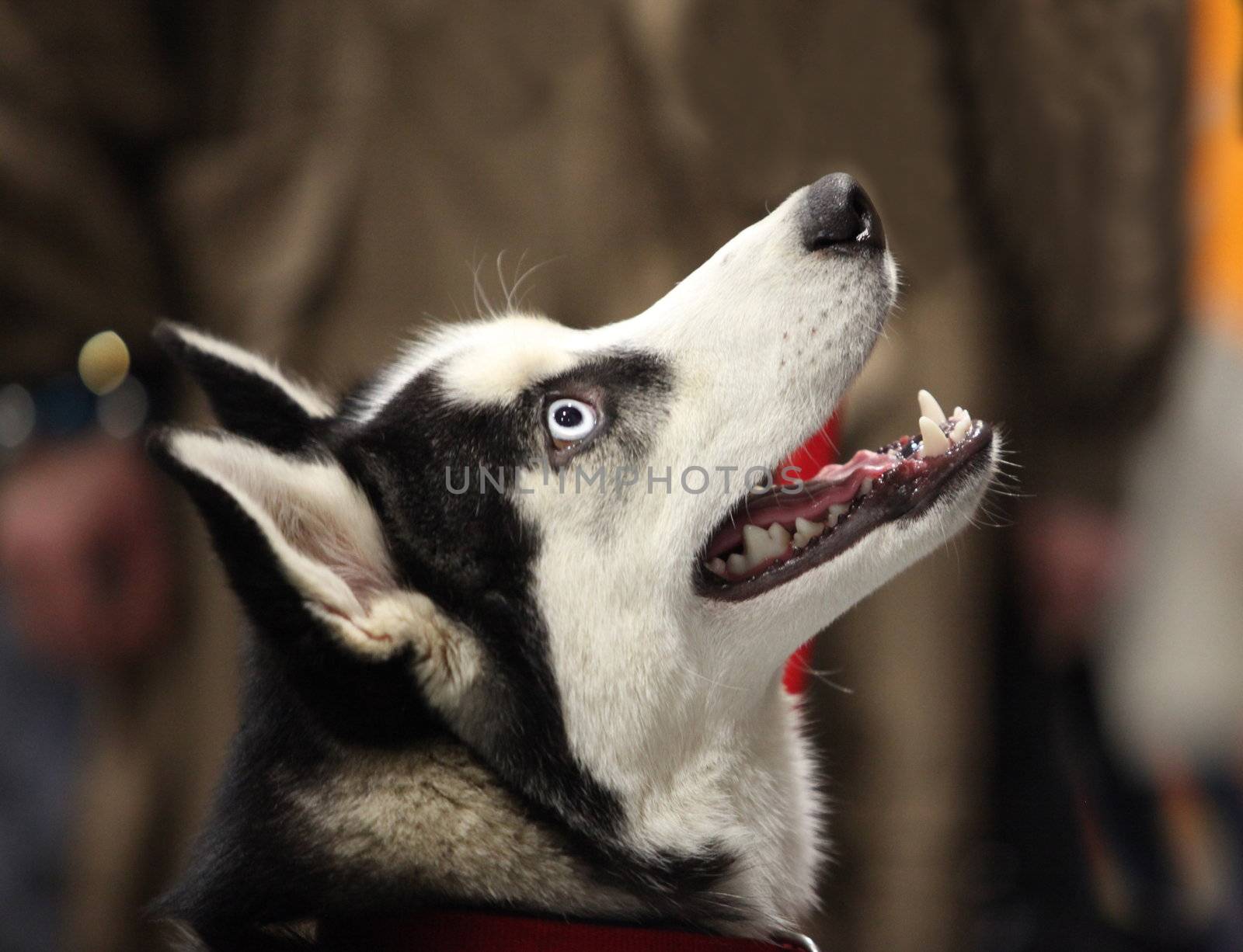 Portrait of  Siberian huskies, close to