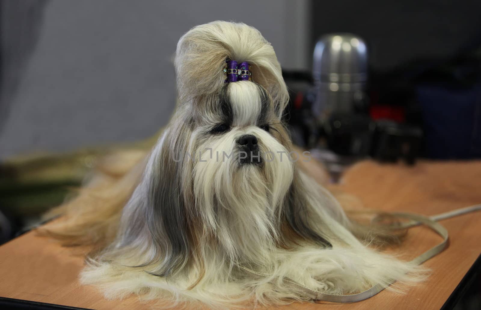lap dog with the hairstyle sits on the table
