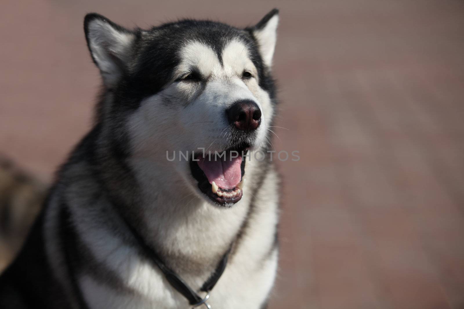 Portrait of  Siberian huskies, close to