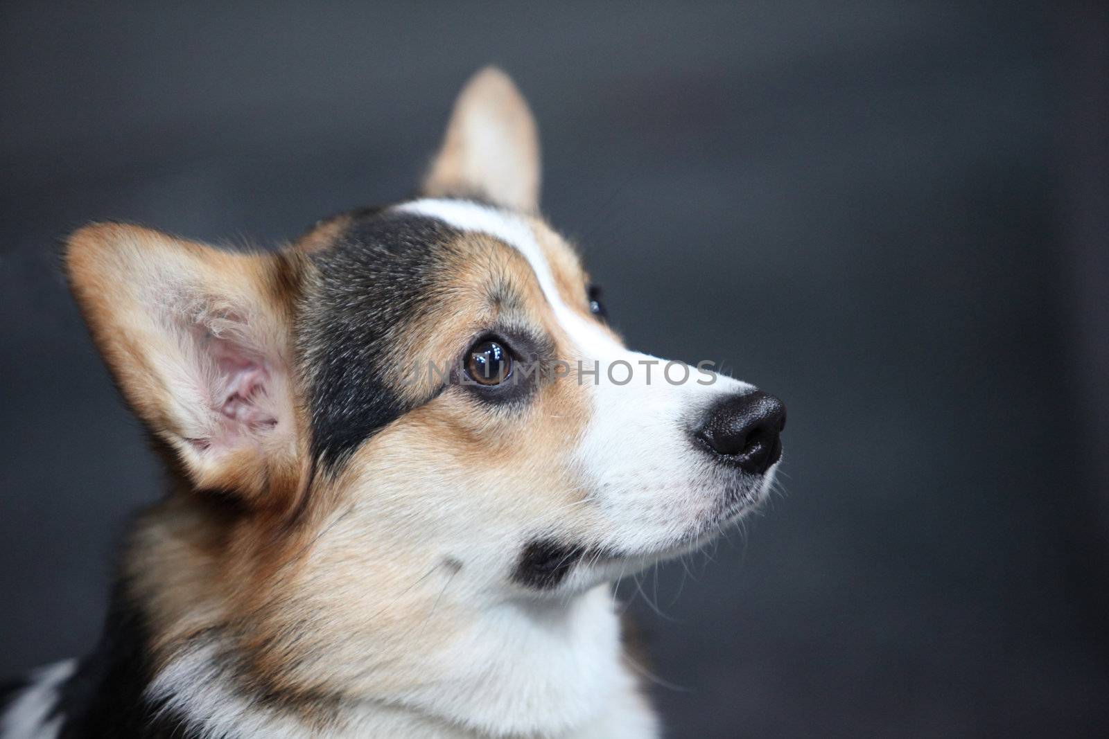 a small  chihuahua   the side view close to
