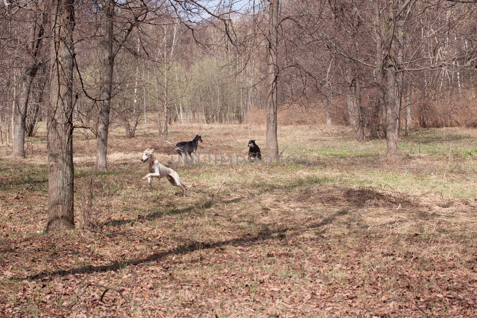 Three oriental hounds running in the spring forest
