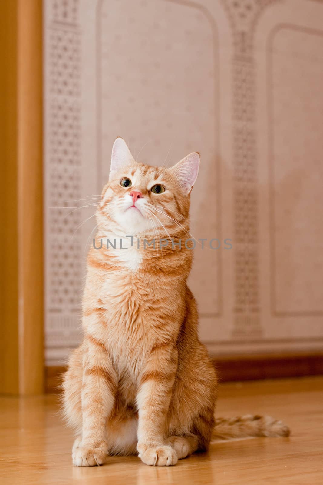 A young ginger tabby cat on the wooden floor
