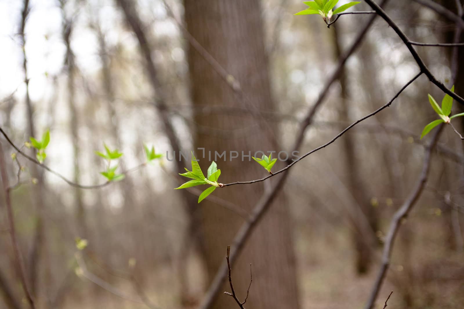 Young green leaves on the bush in sunny spring day
