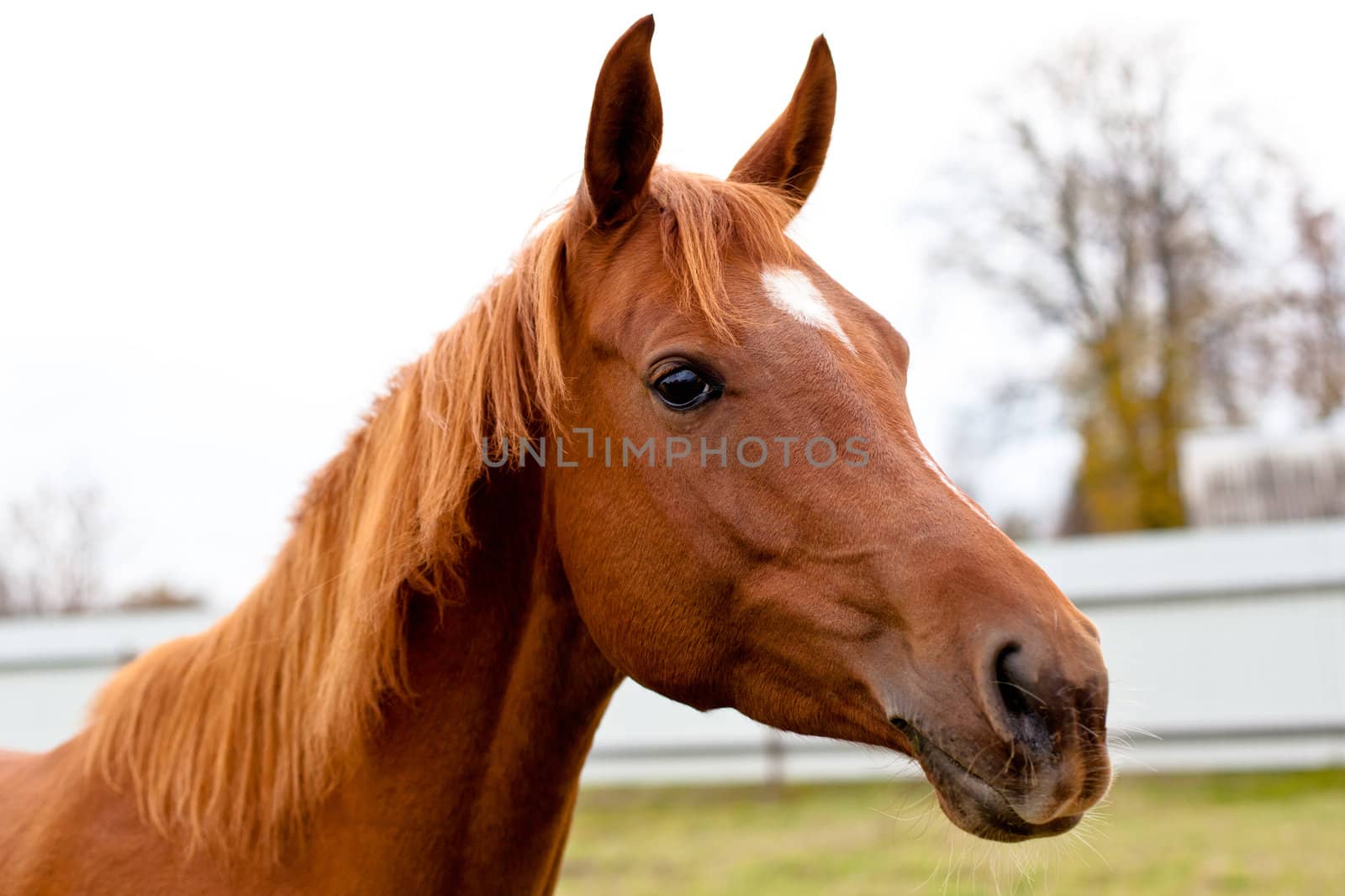 A portrait of red horse
