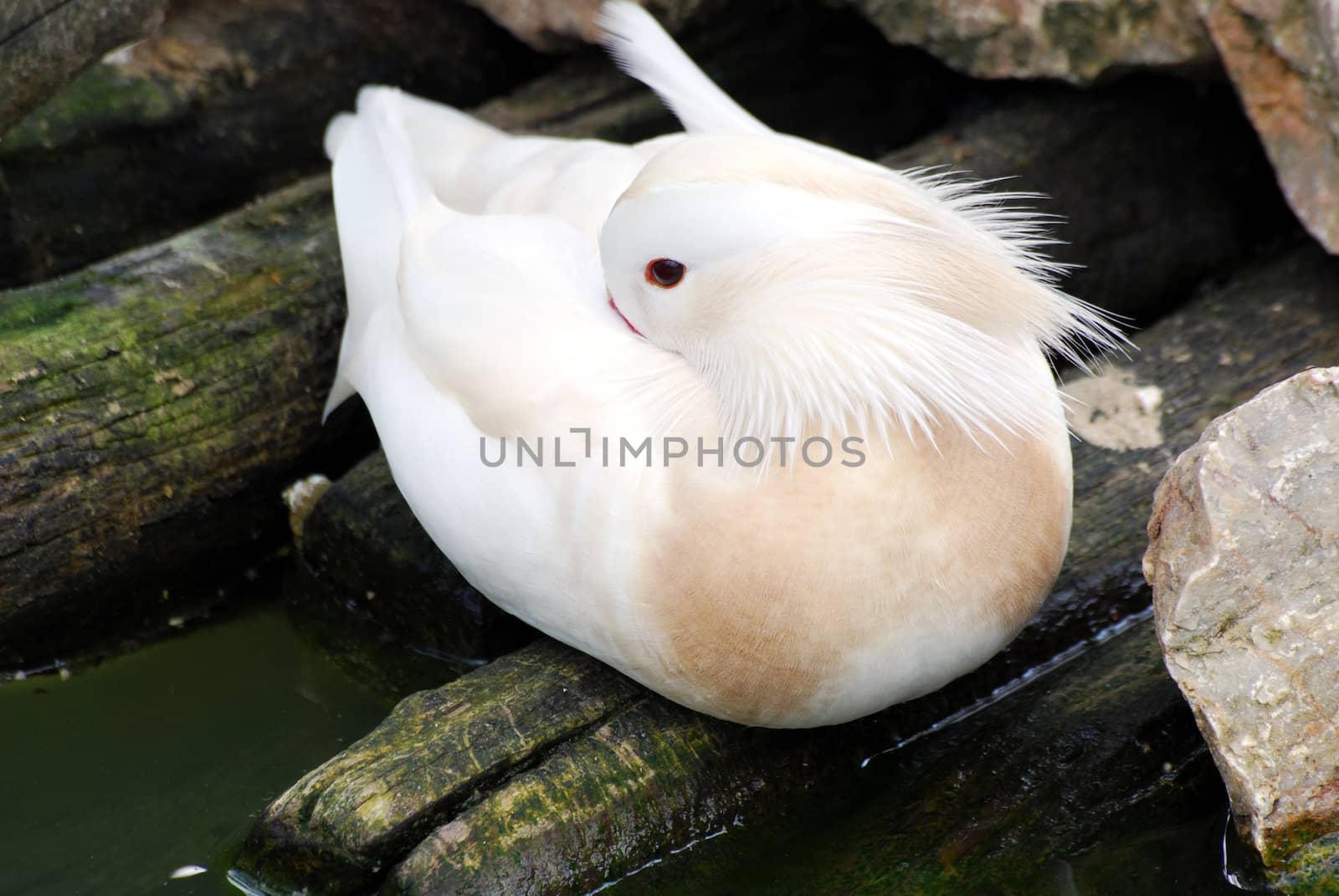 Beautiful domestic mandarin white duck