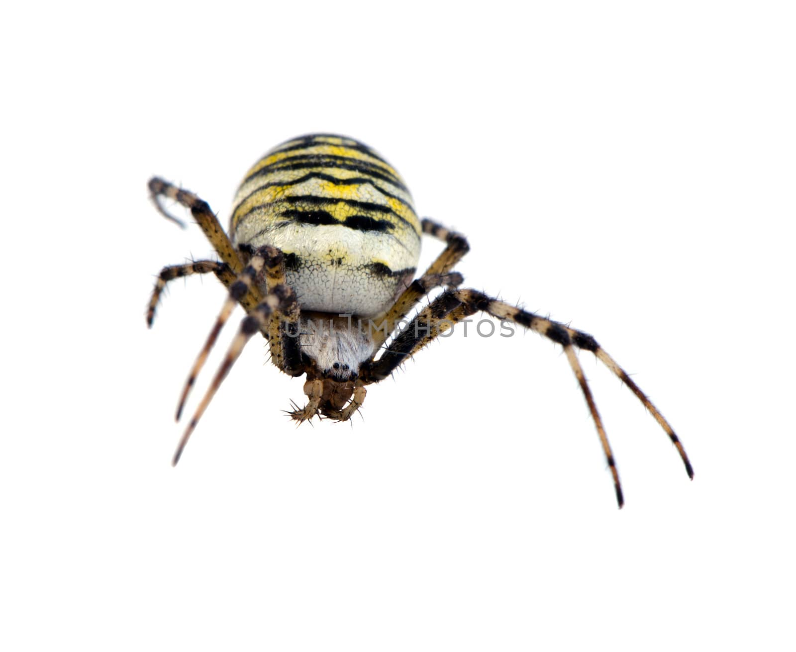 wasp spider argiope bruennichi beautiful white black animal insect isolated on white