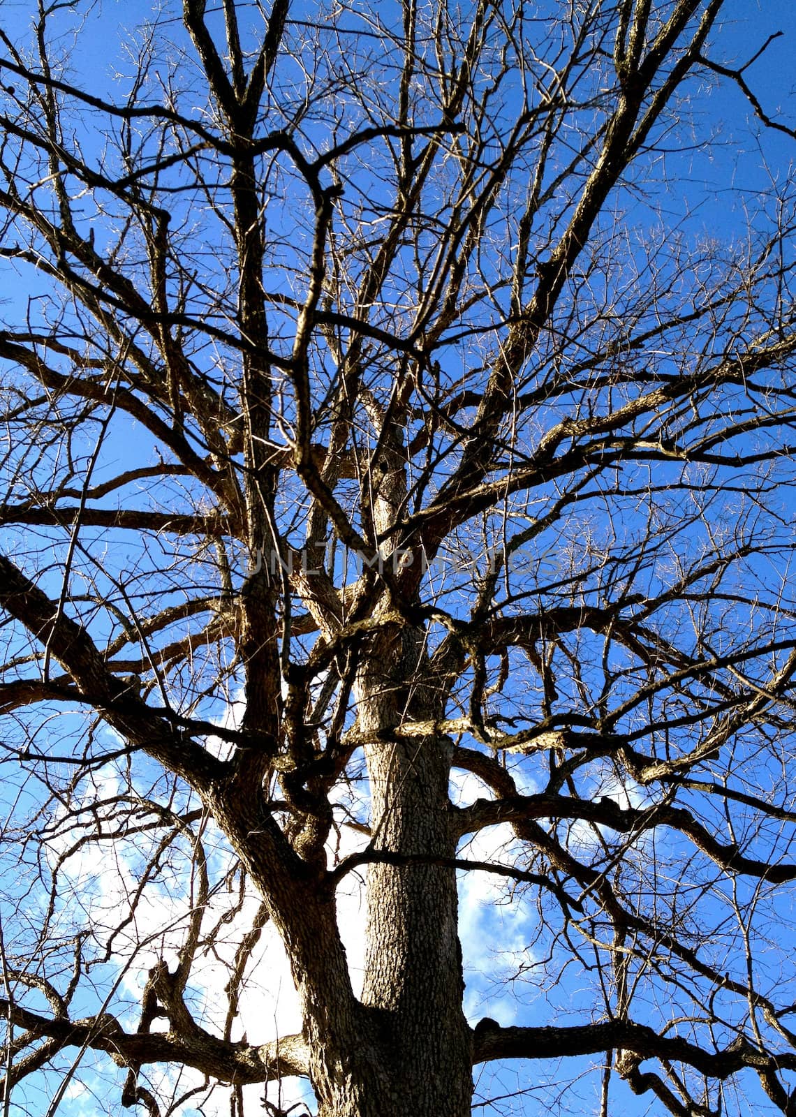 Winter Tree Against Sky by RefocusPhoto