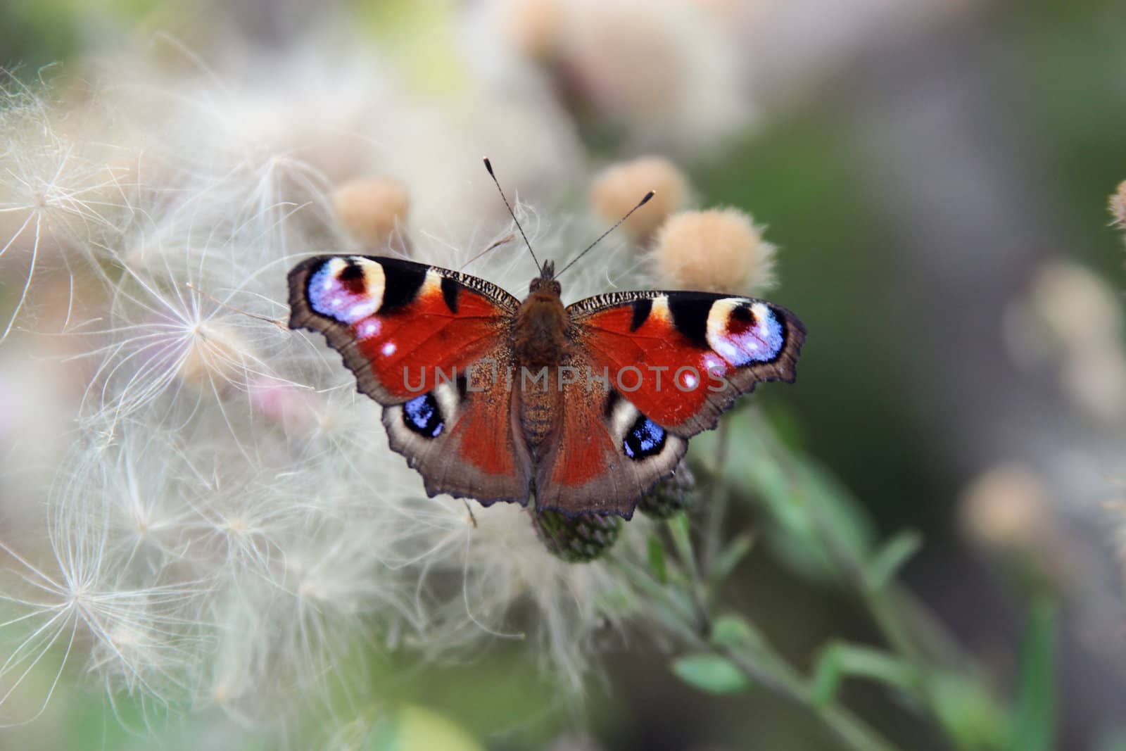 Butterfly on the plant. Moscow region.