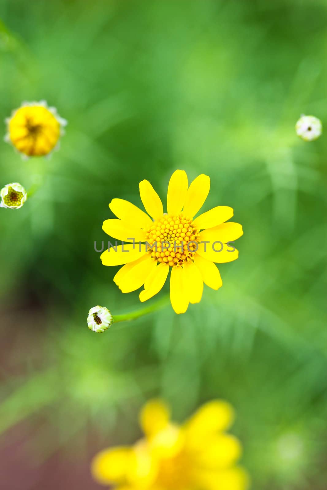 close up of yellow flowers by bajita111122