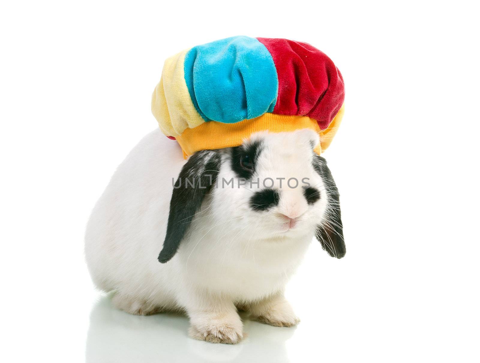 Cute easter rabbit close-up isolated on a white background.rabbit in hat