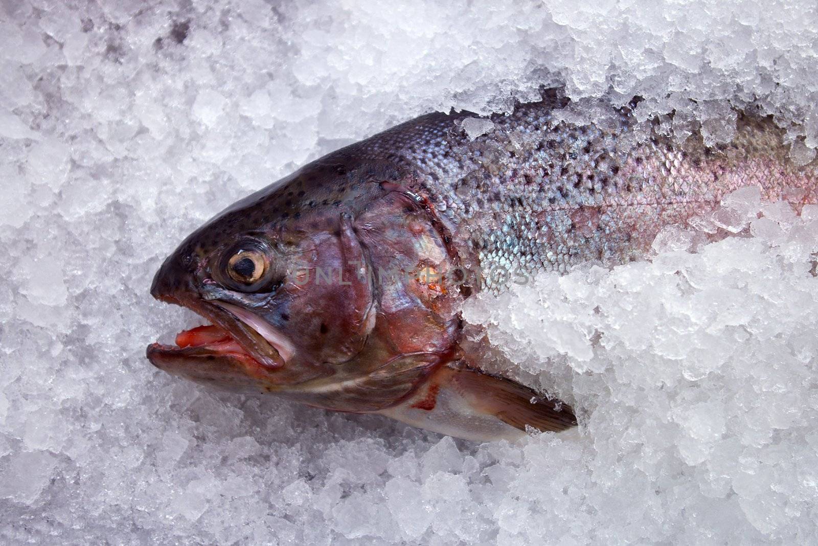 coolled fish, fresh bright trout,sale seafood