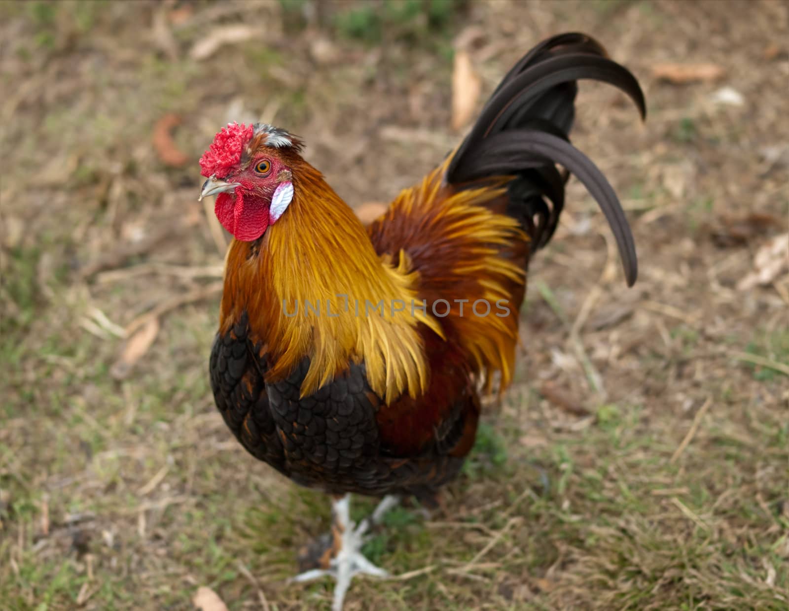 Rooster male silkie pekin cross free range poultry by sherj