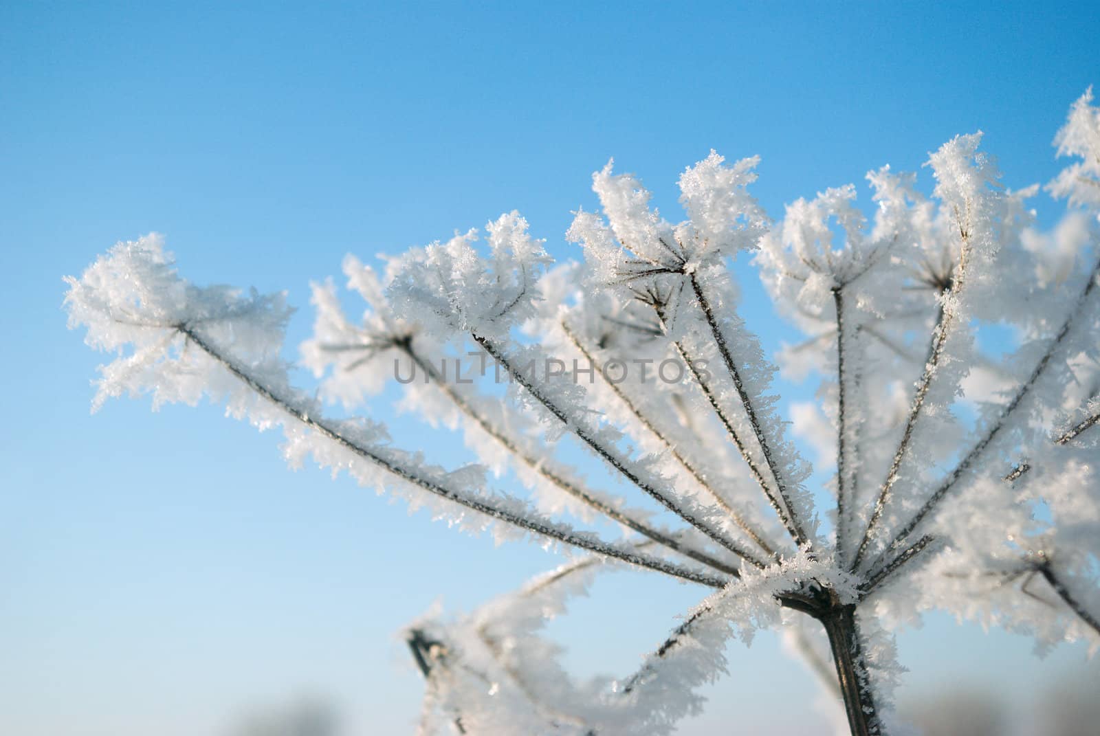 Frozenned flower on background blue sky.Winter landscape