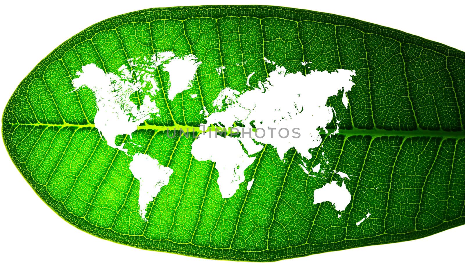 world map in a leaf