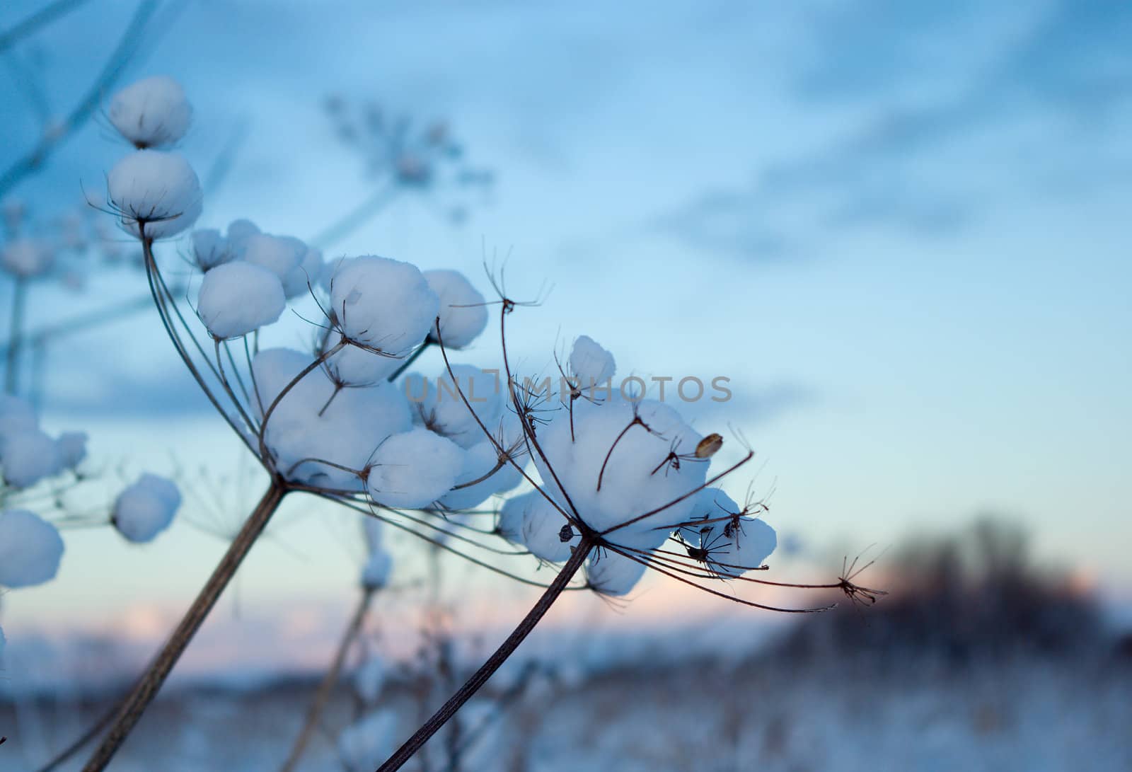 Winter landscape.Winter scene 