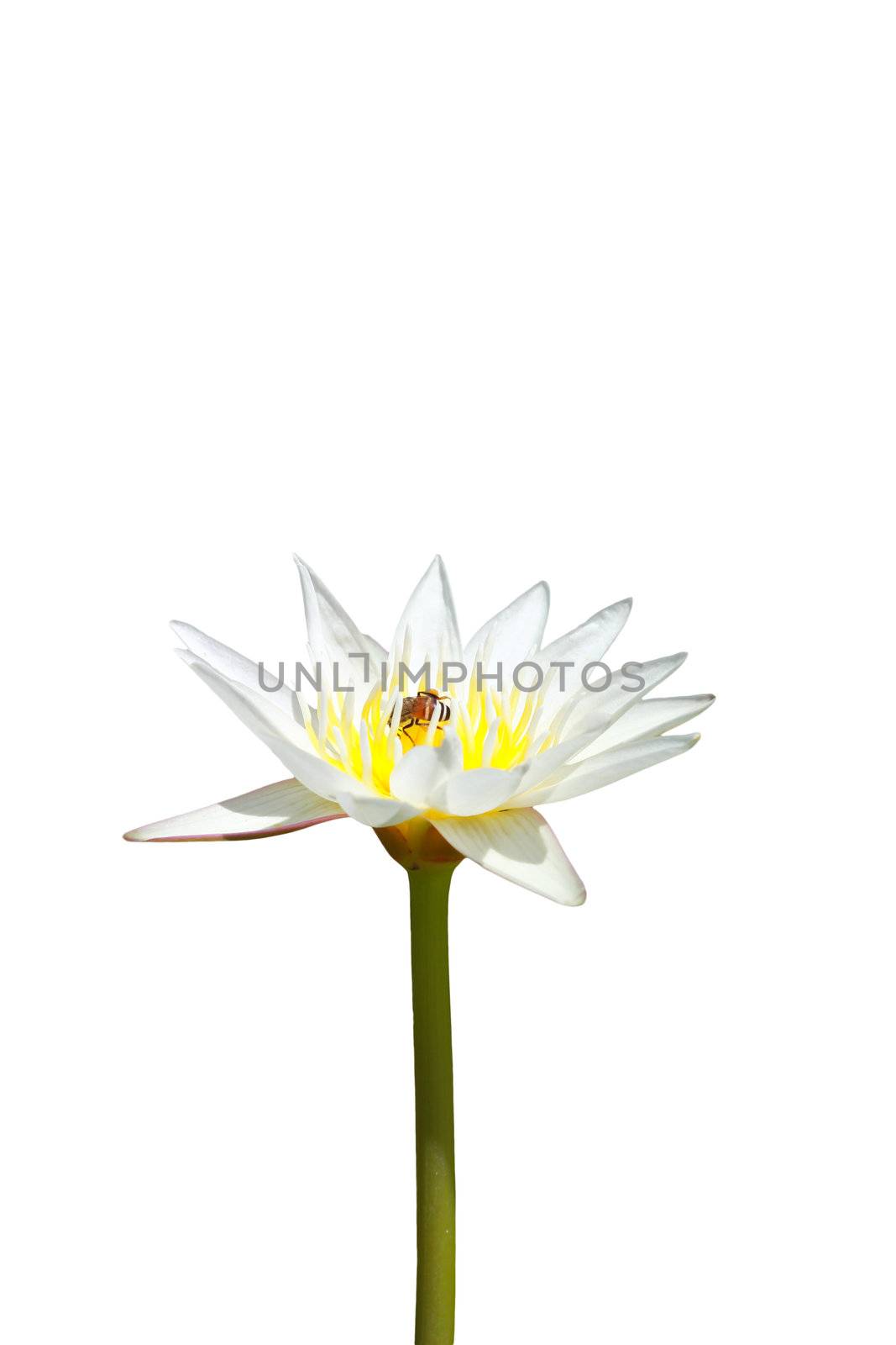 White lotus flower