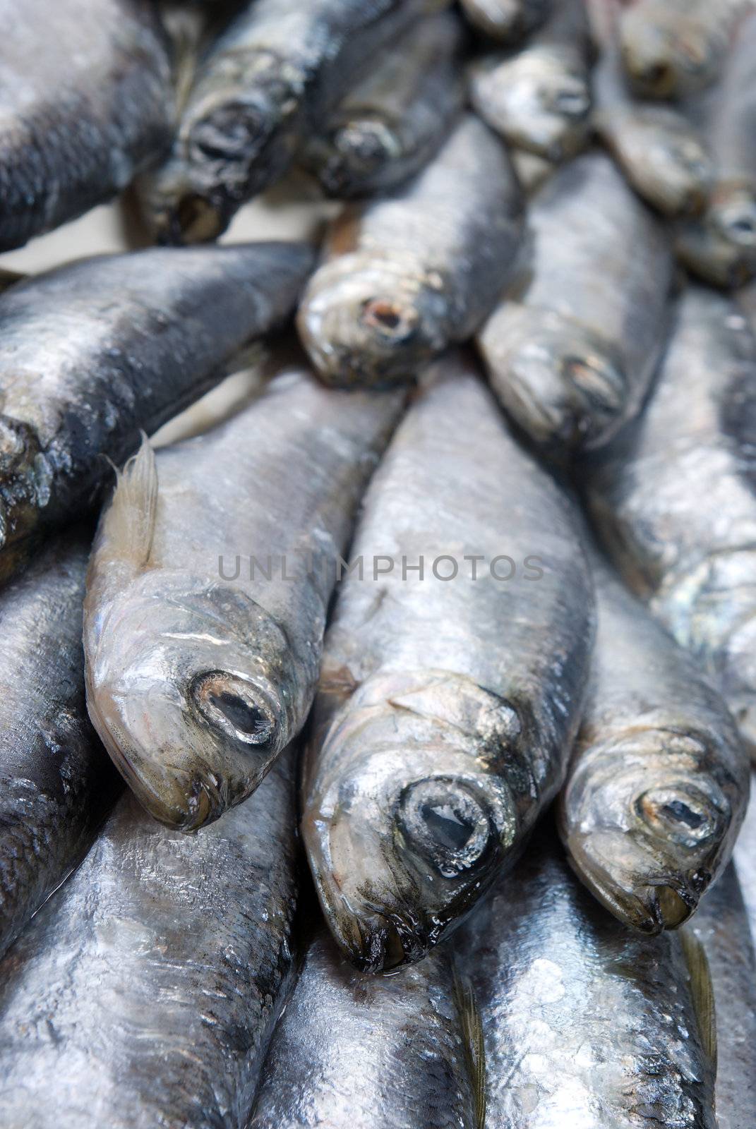 fresh herring fished out in White sea.Close-up