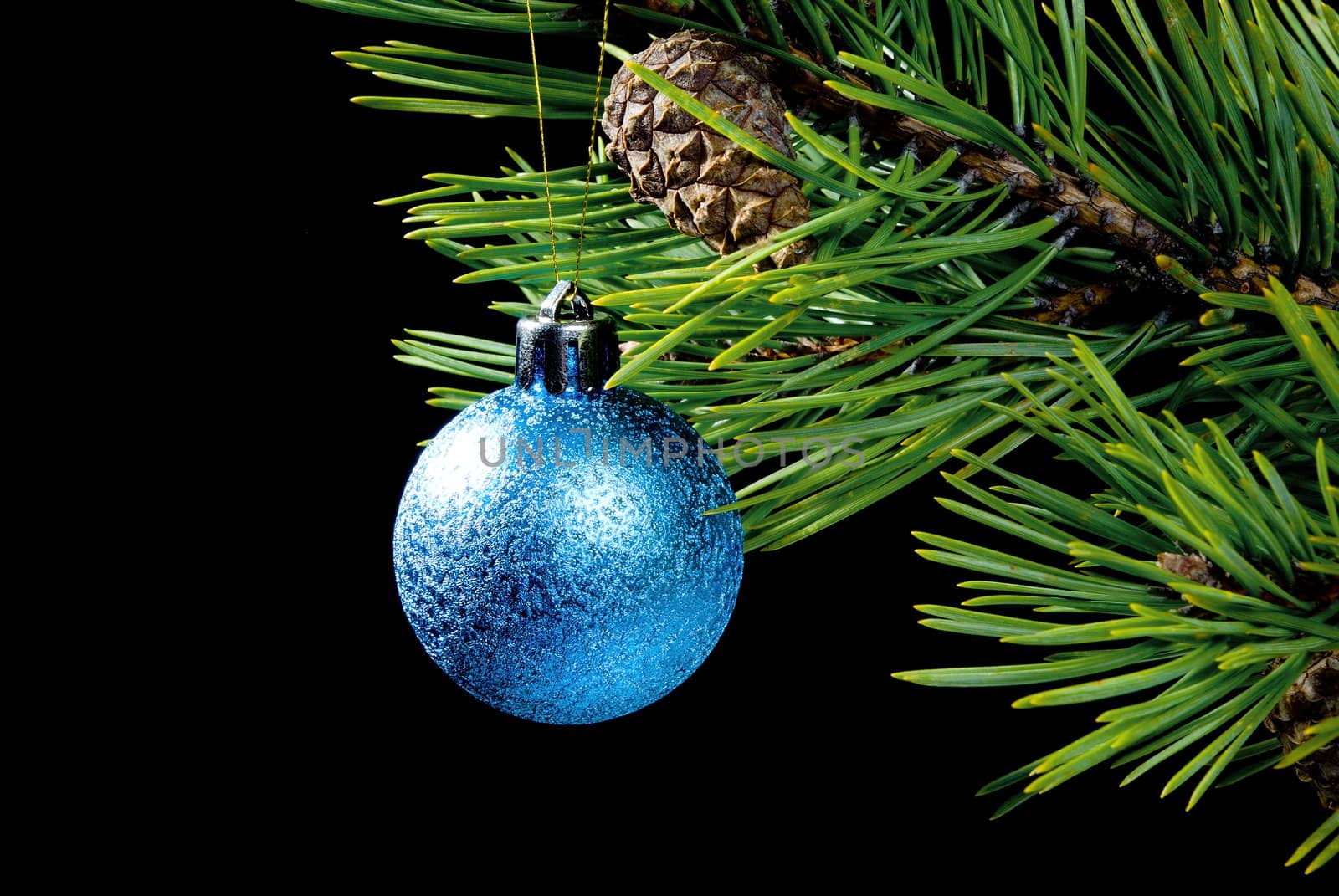 coniferous branch on dark background with toy cristmas,branches of the pine