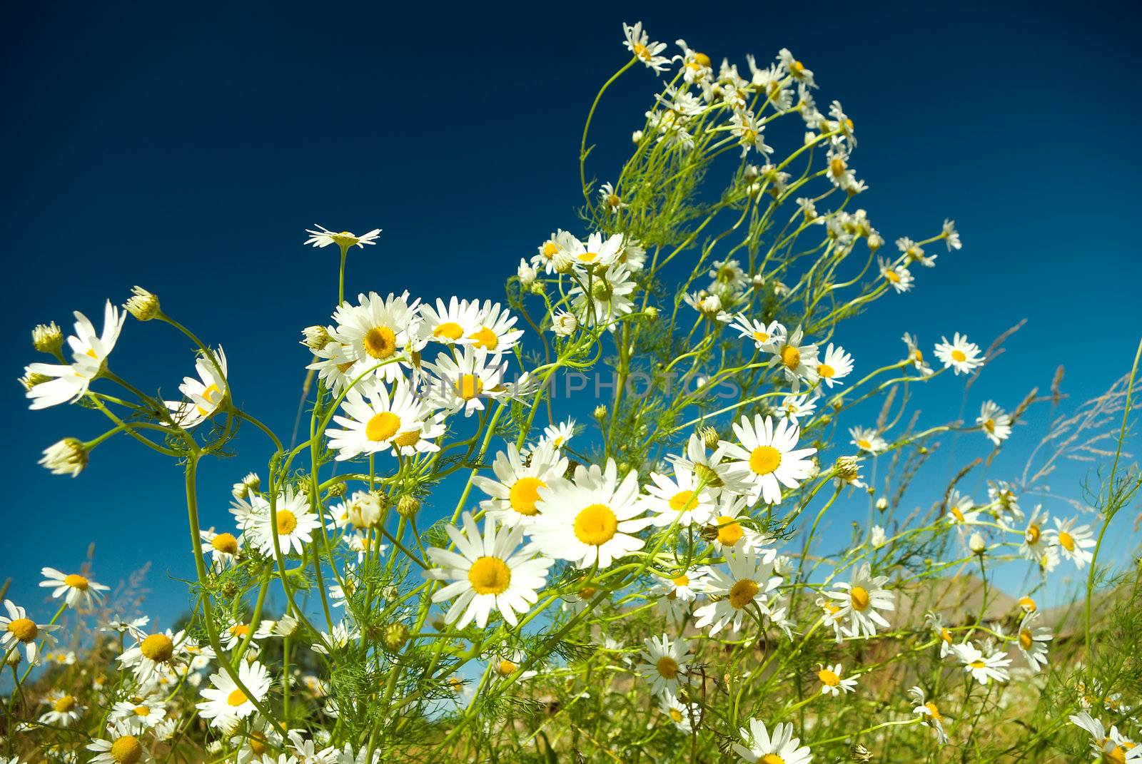 Beautiful summer. beautiful chamomiles on a sky background