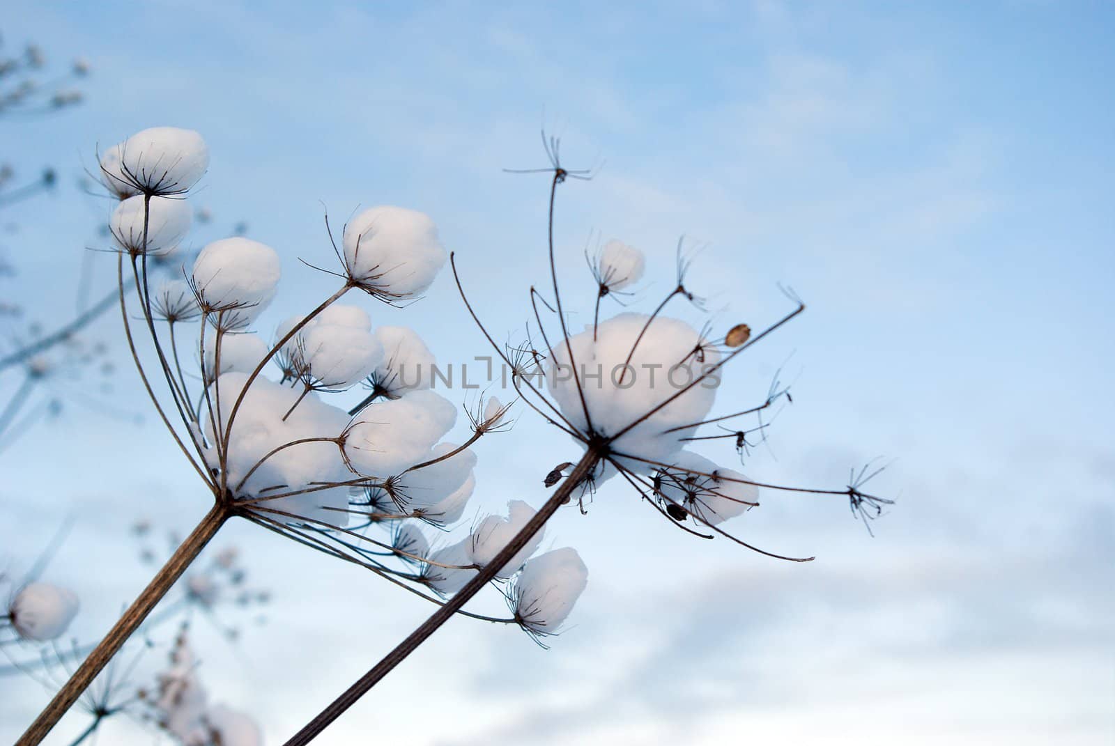 Winter landscape.Winter scene 